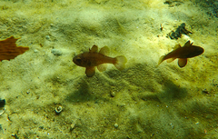 Vincentia conspersa