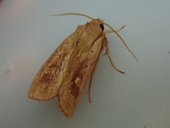 Ichneutica seducta