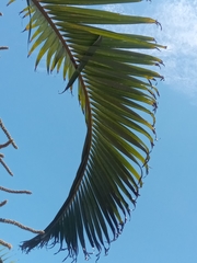 Arecaceae