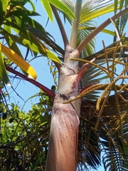 Arecaceae
