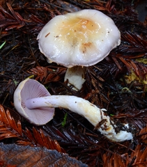 Cortinarius camphoratus