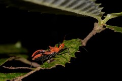 Gminatus wallengreni