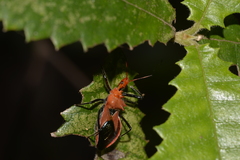 Gminatus wallengreni