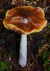 Cortinarius seidliae