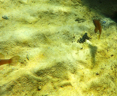 Vincentia conspersa
