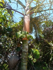 Arecaceae