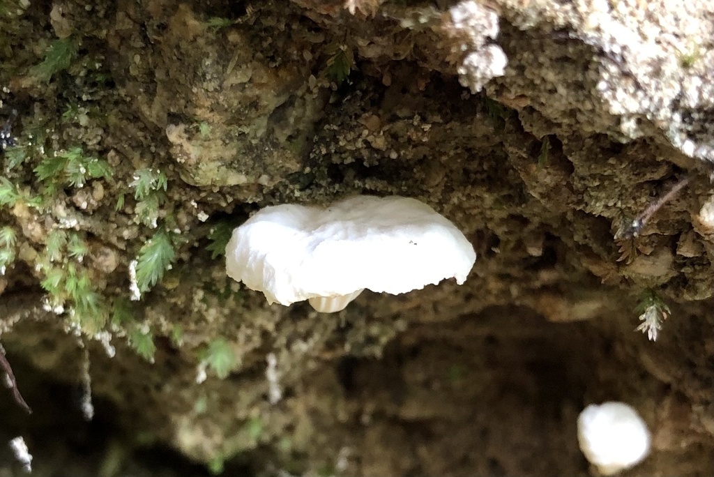 chanterelles from Abel Tasman National Park, Tasman, NZ on April 29