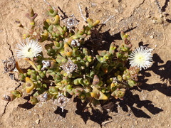 Smicrostigma viride