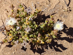 Smicrostigma viride