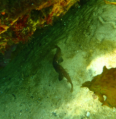 Vincentia conspersa