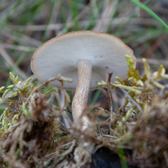 Lentinus substrictus