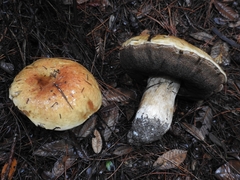 Boletus edulis grandedulis