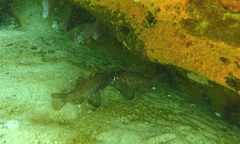 Vincentia conspersa