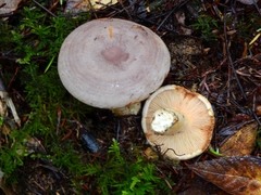 Lactarius circellatus