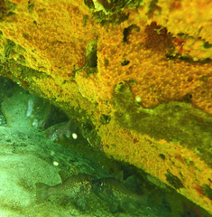 Vincentia conspersa