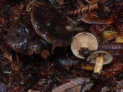Lactarius kauffmanii