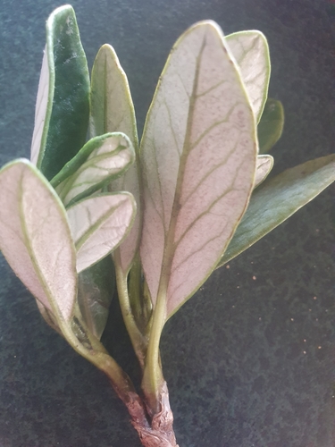 Image of Brachyglottis Adamsii (Brachyglottis adamsii) by no rights reserved