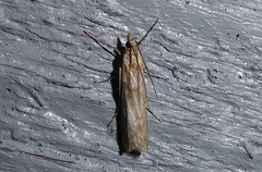 Eudonia leptalaea