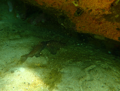Vincentia conspersa
