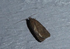 Phaeosaces apocrypta