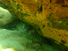 Vincentia conspersa