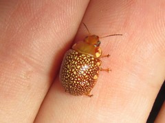 Paropsis ornata