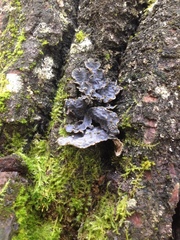 Lobaria hallii