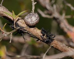 Septobasidium clelandii