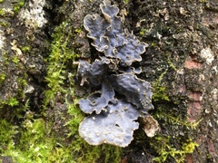 Lobaria hallii