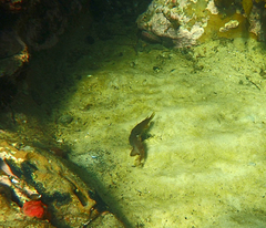 Vincentia conspersa