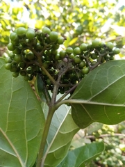 Premna
