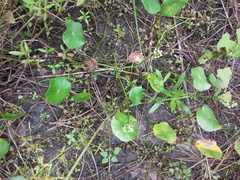 Hydrocotyle tribotrys