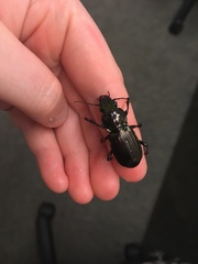 Megadromus antarcticus