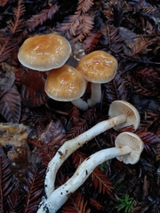 Cortinarius causticus