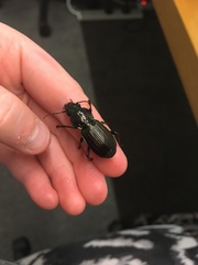 Megadromus antarcticus