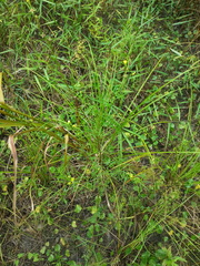 Ludwigia linearis