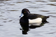 Aythya fuligula
