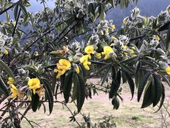 Piptanthus nepalensis