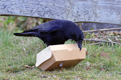Corvus corone