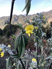 Piptanthus nepalensis