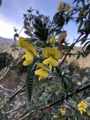 Piptanthus nepalensis