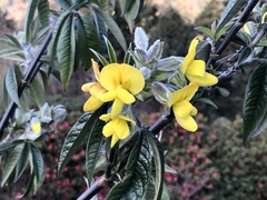 Piptanthus nepalensis