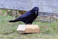Corvus corone