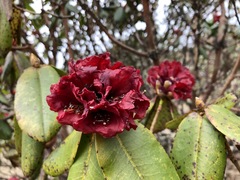 Rhododendron barbatum