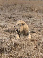 Panthera leo melanochaita