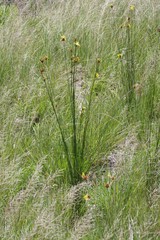 Bobartia orientalis
