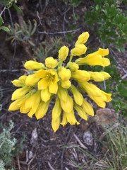 Tylecodon cacalioides