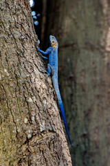 Agama mucosoensis