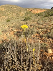 Tylecodon cacalioides