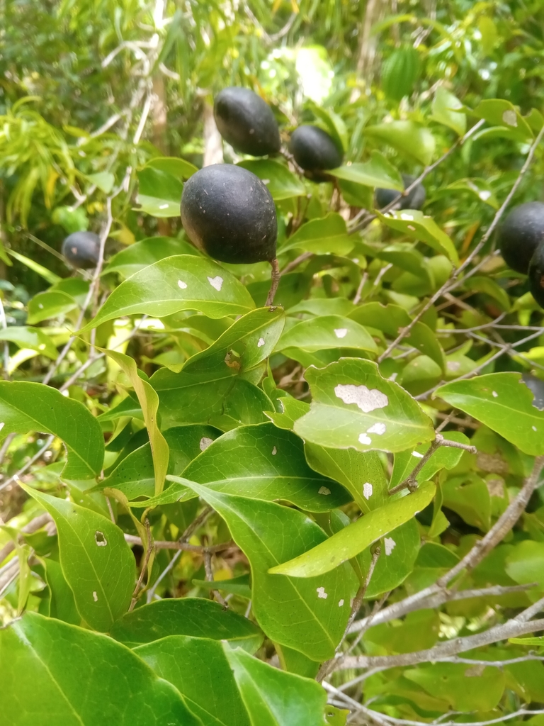 Dialium unifoliolatum